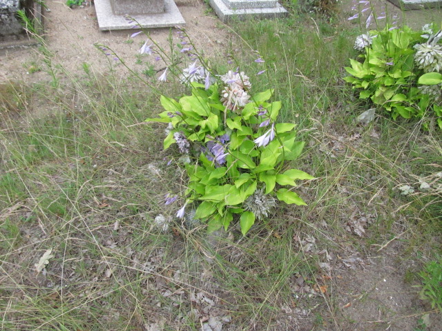  NN Świecie - Grobonet - Wyszukiwarka osób pochowanych